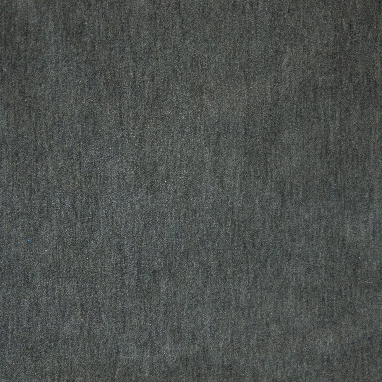 BELLUNO – # 125 RUSSIAN BLUE