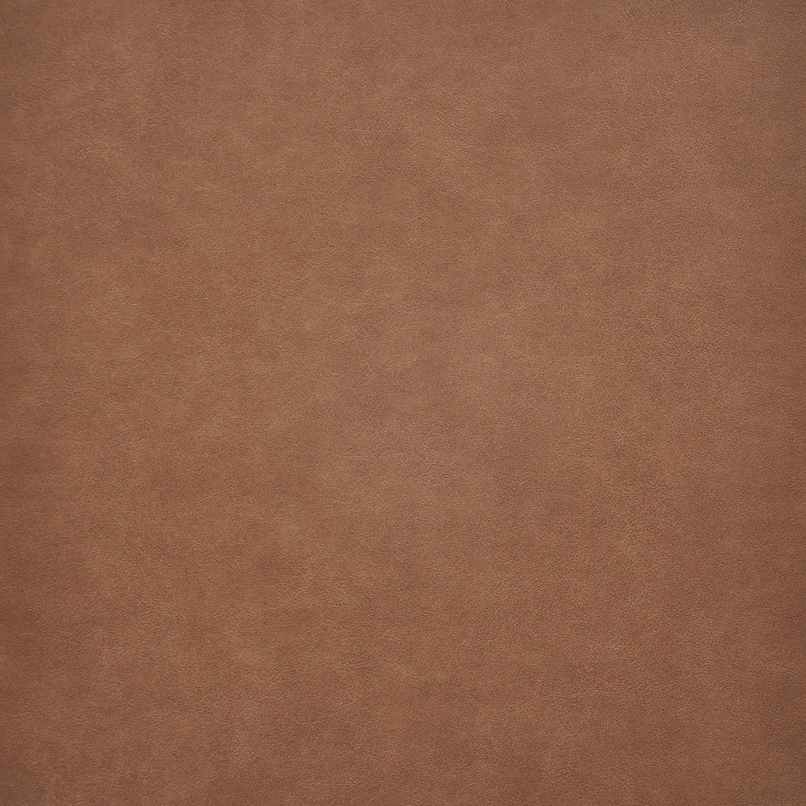 TARO – # 206 SPICE