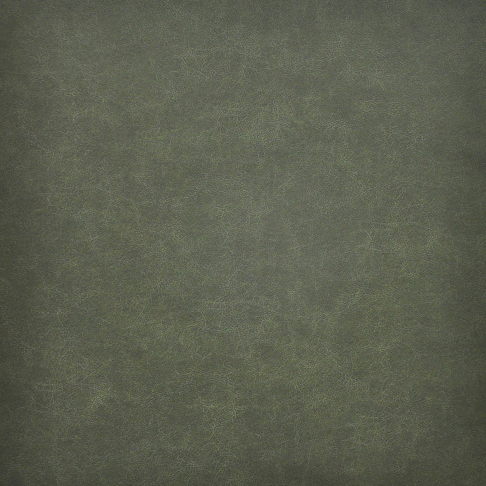 TARO – # 201 EVERGREEN