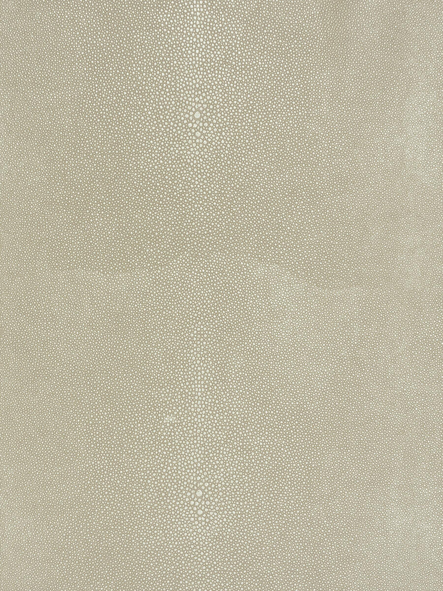 Comoros – Silver Birch