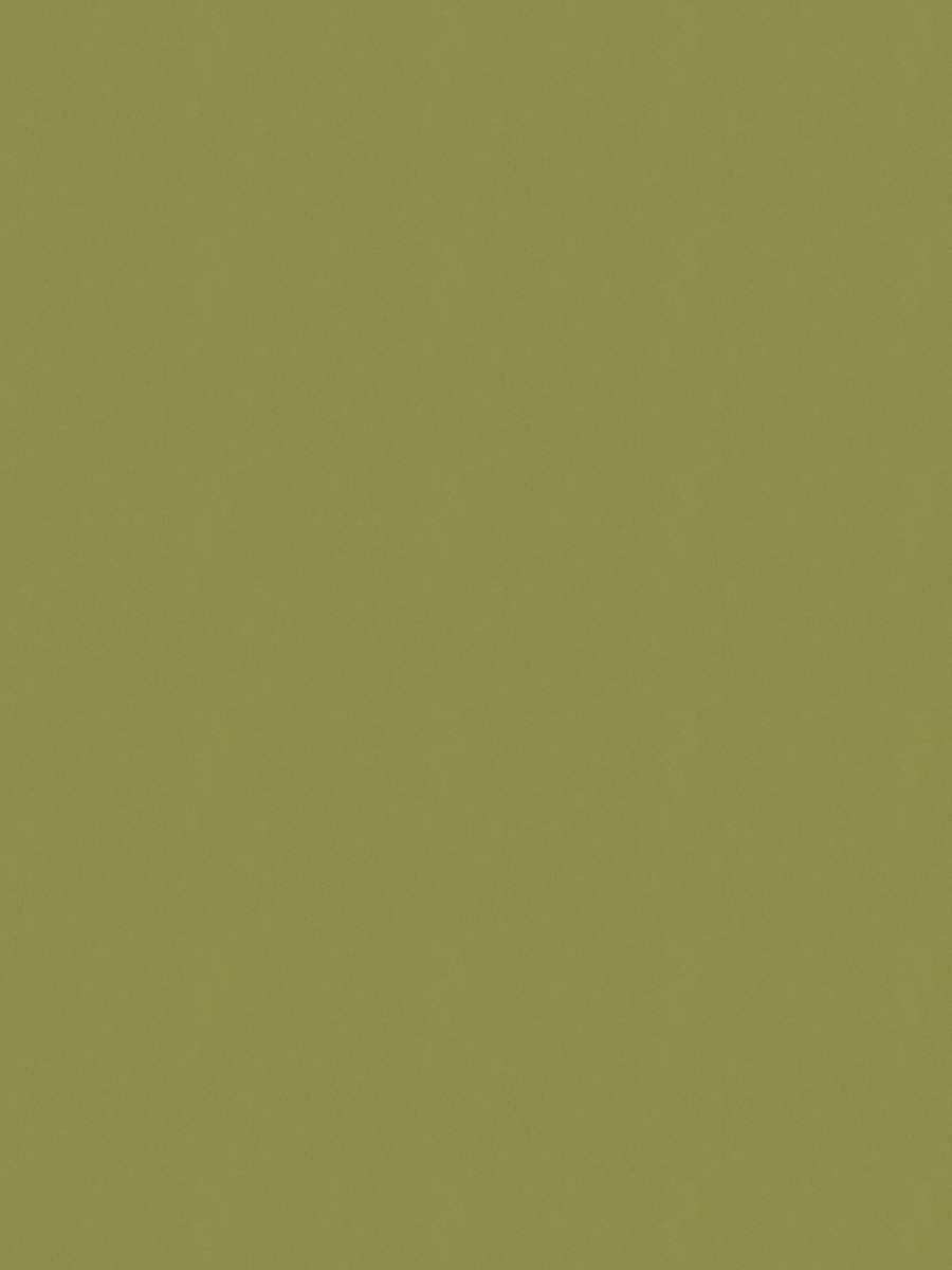 02022 – Fern