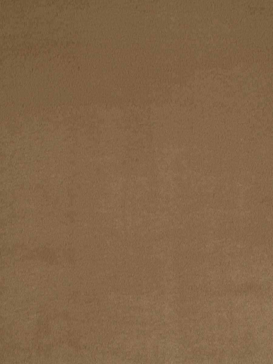 Dame Jane – Camel