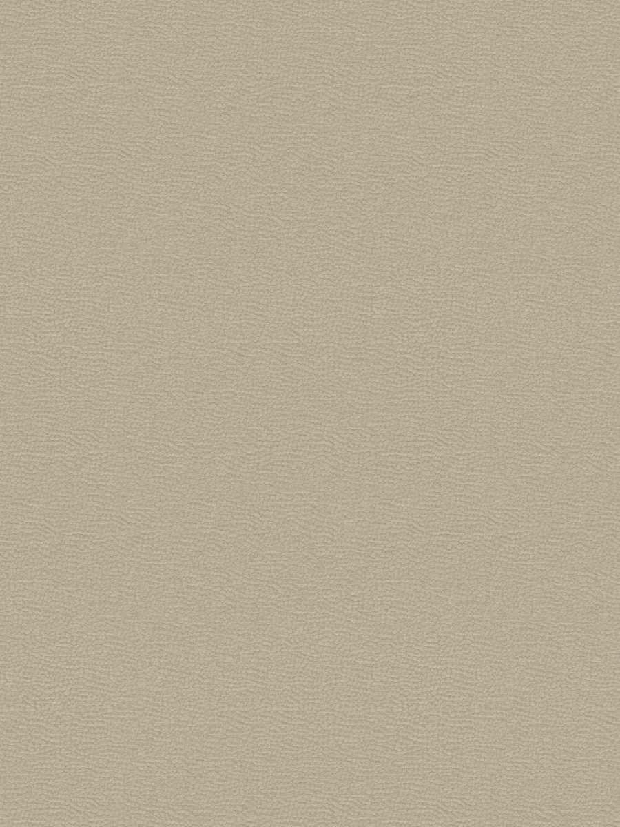 Kb Shar Pei-Sh – Biscuit