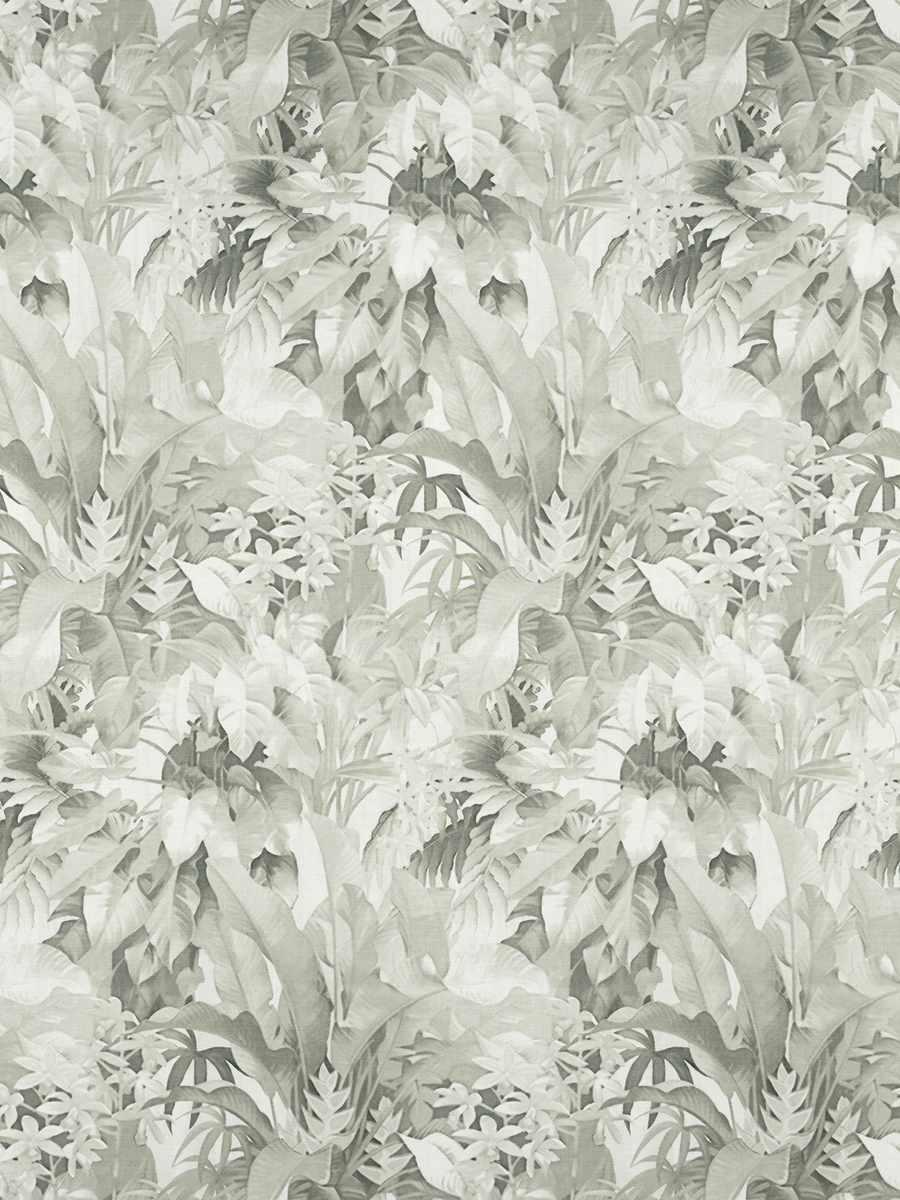 Alexandra Palm – Diamond