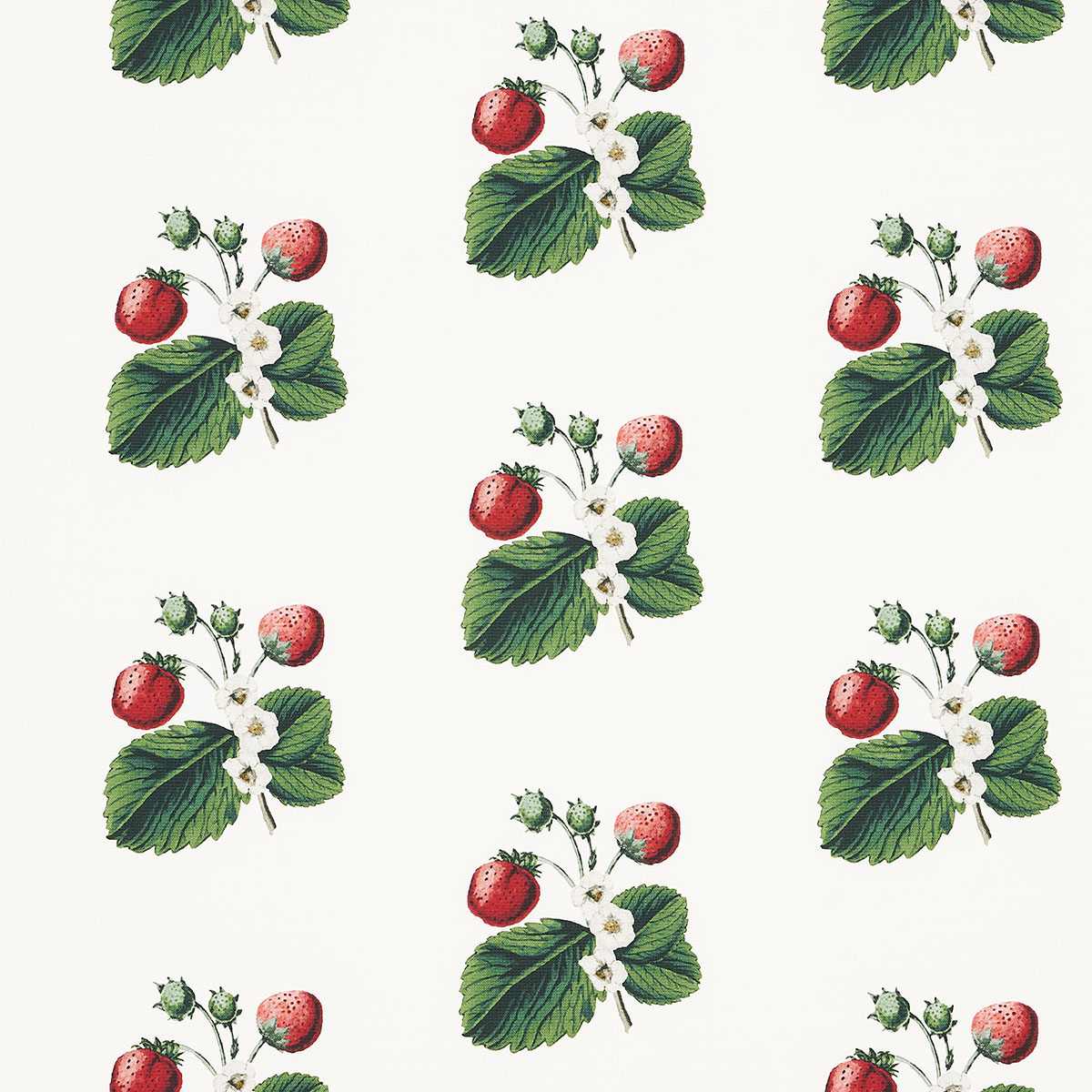 STRAWBERRY HILL – WHITE
