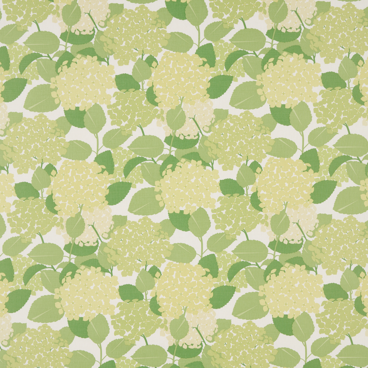 HYDRANGEA – GREEN